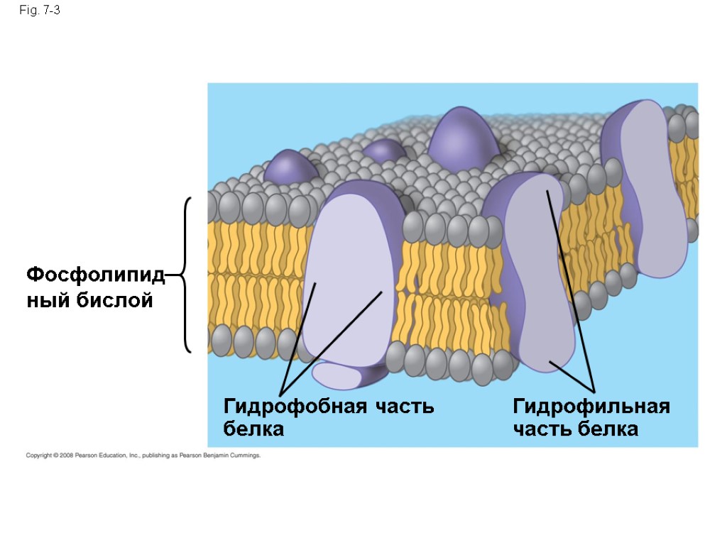 Fig. 7-3 Фосфолипидный бислой Гидрофобная часть белка Гидрофильная часть белка